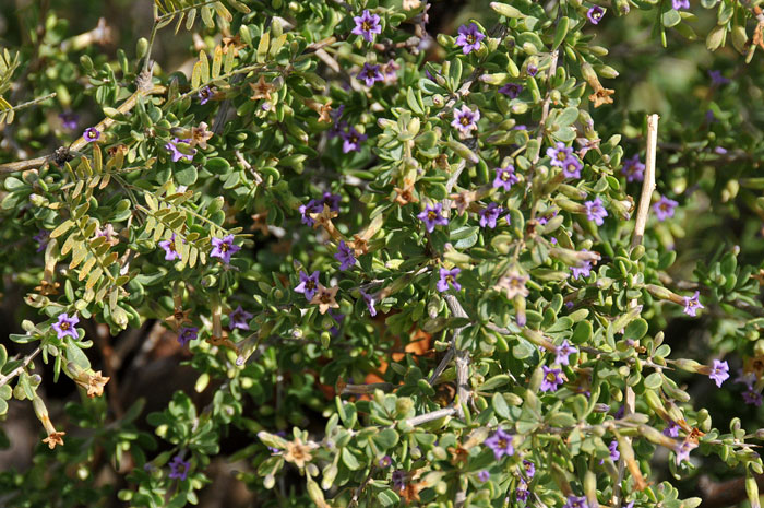 Fremont's Thornbush is a dense shrub that grows up to 9 feet or so at elevations between 300 and 4,300 feet. Lycium fremontii